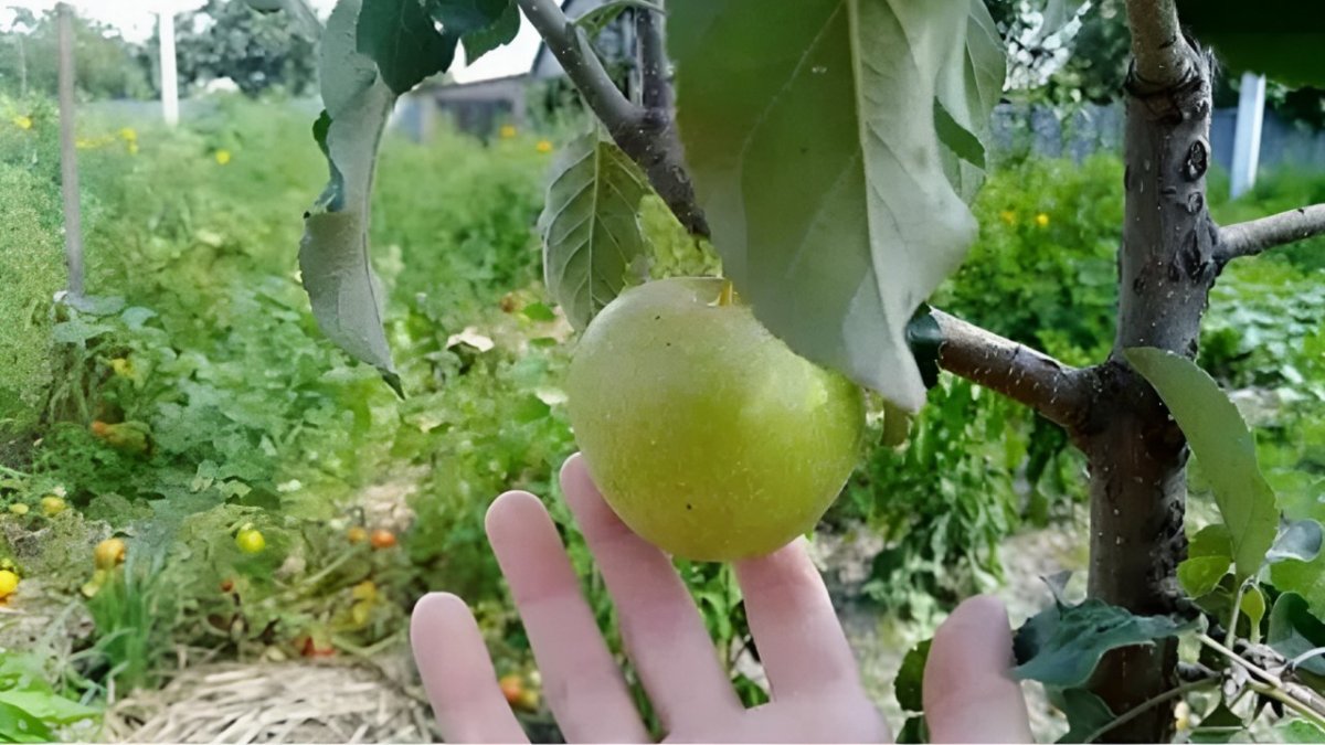 яблоко в руке