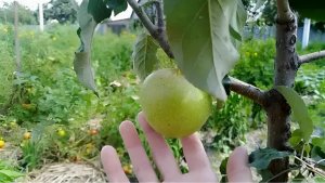 Хитрости августовской обрезки — яблони порадуют вас урожаем: не упустите момент