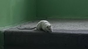Подъездный пасюк или выброшенный питомец? В Апатитах белая крыса добежала до пятого этажа дома