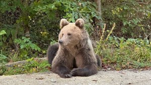Глава Мурманска Иван Лебедев встретился на трассе с медведем