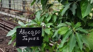 «Ждем первое цветение и плоды»: в школе Алакуртти 10 лет выращивают деревья авокадо