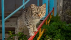 В Оленегорске суд во второй раз обязал северянку очистить квартиру от грязи и запаха животных