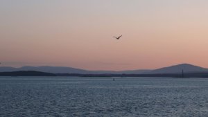 Регистрация открыта: мурманские моржи устроят заплыв в Белом море