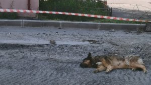«Он любит там поспать»: в Мурманске лежащий на обочине «мертвый» пес оказался живее всех живых
