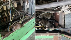 «Боимся, что перегрызут провода»: в Мурманске на Молодежном крысы оккупировали щитки и машины