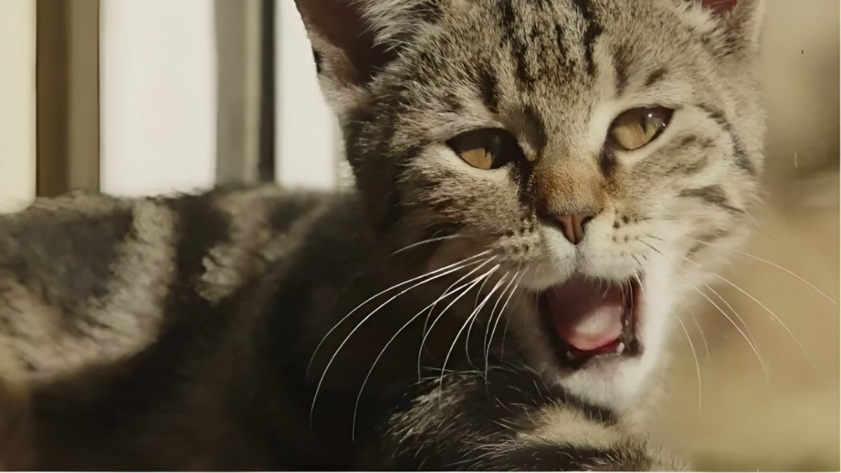 котик мяукает