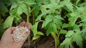 Красота у вас под ногами — 7 видов мульчи: создаем идеальное пространство