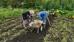Копаем без потерь — золотые правила уборки картофеля: сохраним урожай до весны