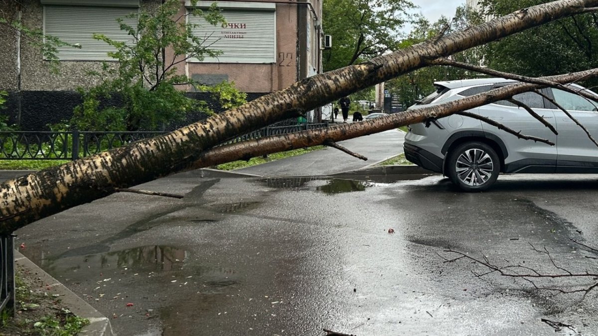 Упавшее зеленое дерево повисло на ограждении над тротуаром во дворе летом.
