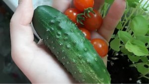 Уксус на грядках: копеечное средство для второй волны урожая — на зависть соседям
