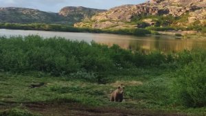 В природном парке «Териберка» бродит медведь — туристов просят не ходить туда по ночам