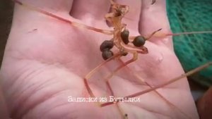 Органы в ногах и дыхание коленями: мурманский моряк достал со дна Баренцева моря паука