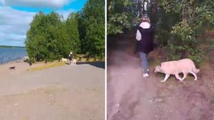 «Вызвали страх и истерику»: в парке Мончегорска крупные собаки без намордников напугали семилетнего ребёнка