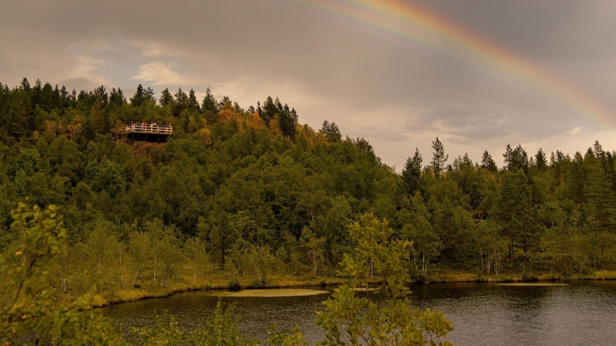 Лес в Мурманске