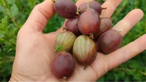 Вино из крыжовника — справится даже новичок: никакого оборудования