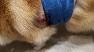В Мурмашах алабай на самовыгуле атаковал подростка и корги во дворе жилого дома