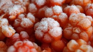 Морошка в облаках: в Коле музейщики подсказали рецепт ресторанного десерта дома