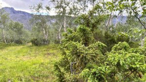 Под Оленегорском 79-летний пенсионер почти 2 недели скитался по лесу и остался жив