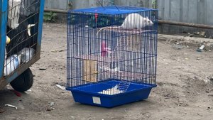 Выбросили на помойку в клетке: в Мурманске неизвестные жестоко избавились от домашней крысы