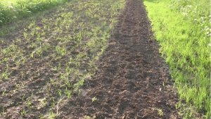 Зеленое золото: возвращаем почве плодородие — сеем сидераты
