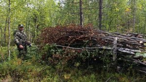 Лесу дали свободно дышать: в Заполярье вырубили старые деревья на площади 18 га
