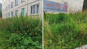 «Жильцы косят траву сами»: в Апатитах дом на Ферсмана зарос сорняками