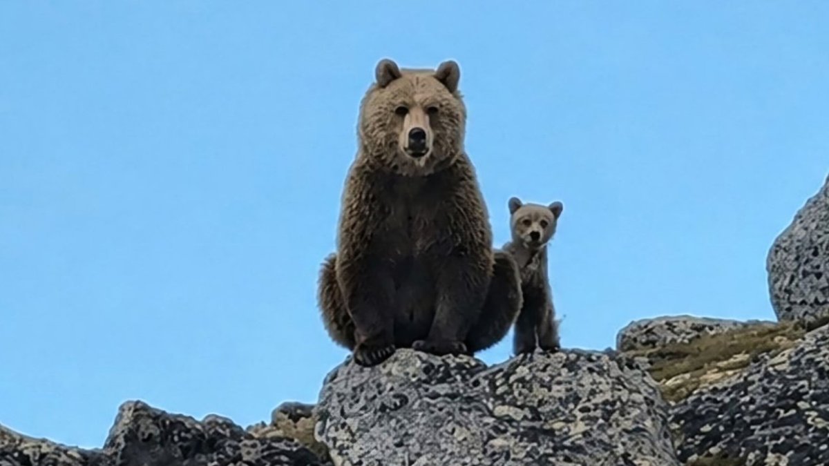 Медведица с медвежонком сидят на камне летом.
