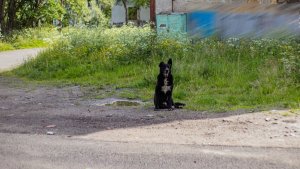 «Стая визжала так, что всех разбудила»: в Североморске живущих в подвале собак пообещали отправить в отлов