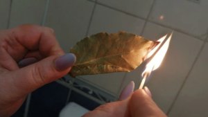 Лавровый лист каждый вечер: старинная мудрость, которая в 2026 году работает лучше любых ароматических свечей