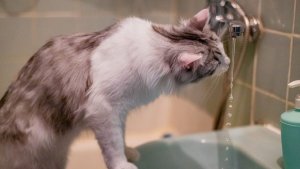 В Мурманске стояк девятиэтажки лишили воды и предложили людям таскать ведра с первого этажа