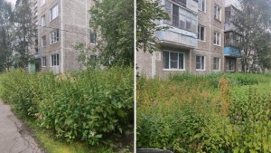 «Куча мошкары и неопрятность»: в Мурманске двор на Копытова превратился в заросли крапивы
