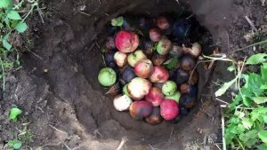 5 дачных дел в конце лета: сбор урожая — это еще не все