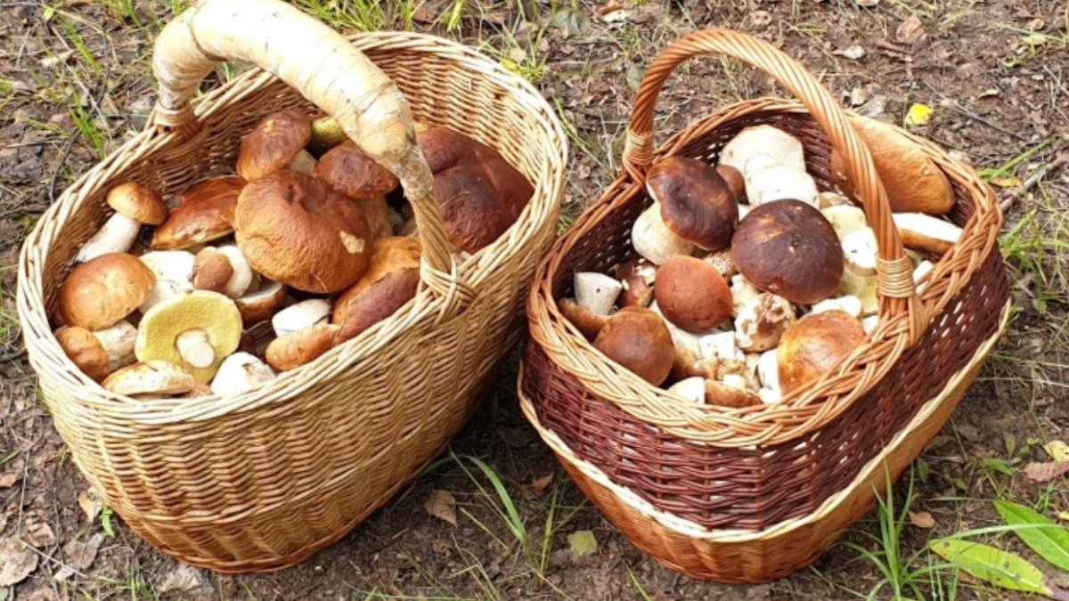 белые грибы