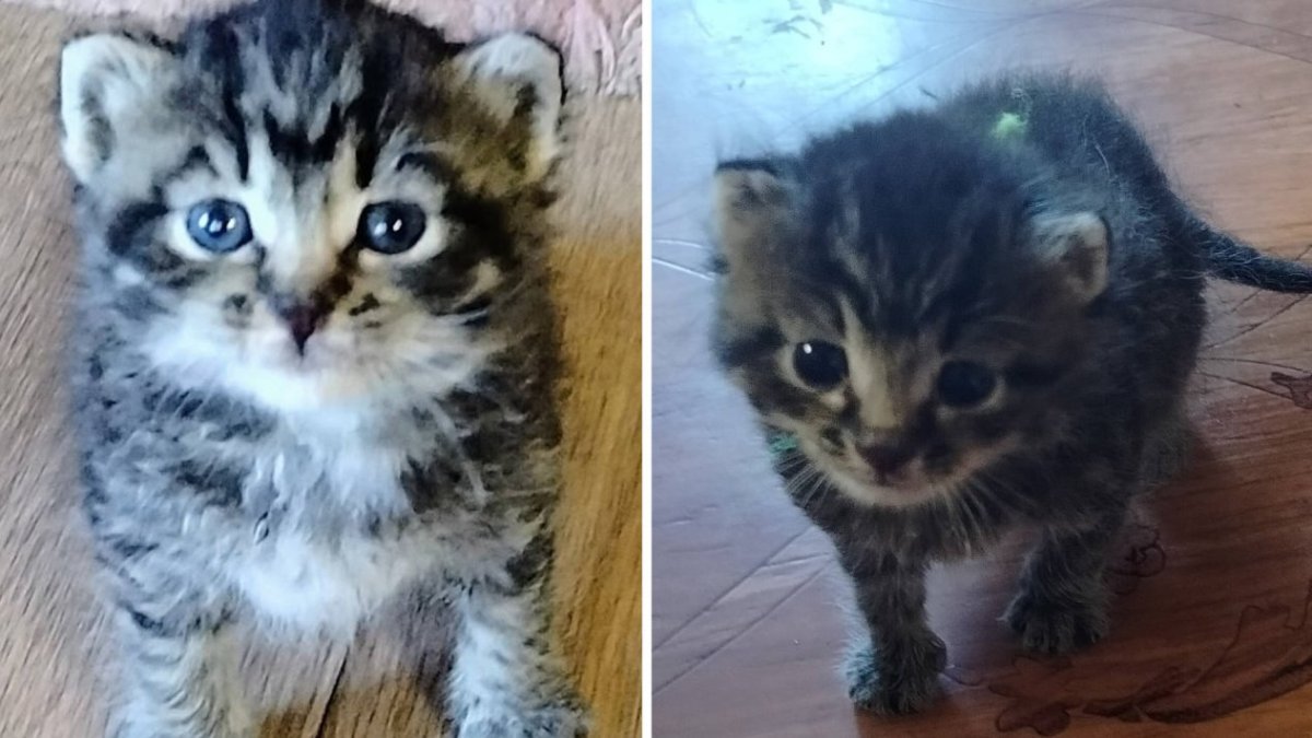 Маленький котенок