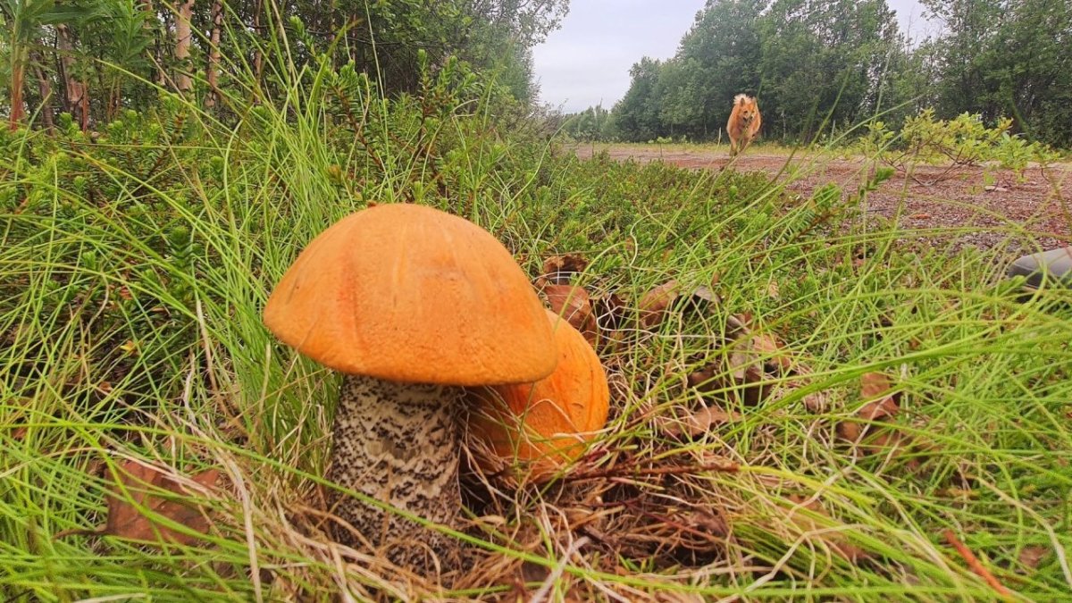 Грибы на полянке