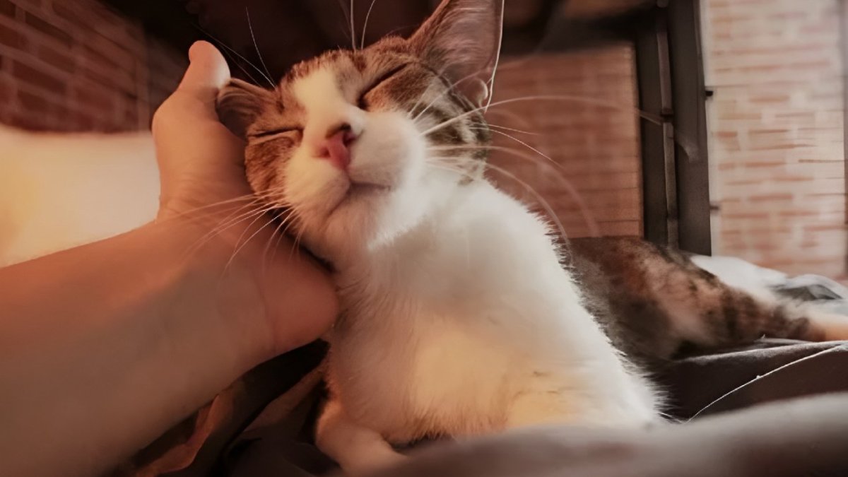 ласковая кошка
