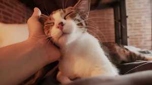 7 признаков того, что вы — любимчик своего кота: завоевываем доверие