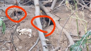 «Приезжайте в наш живой уголок»: в Апатитах полчища крыс оккупировали двор