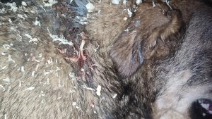 В Пушном стая собак с фермы по ночам устраивает кровавую охоту