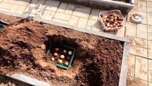 Где посадить тюльпаны в сентябре: 3 места на участке, где луковицы точно не вымерзнут