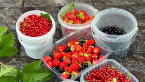 «Тем ярче на вкус»: в мурманском монастыре в сентябре созрел урожай клубники и смородины