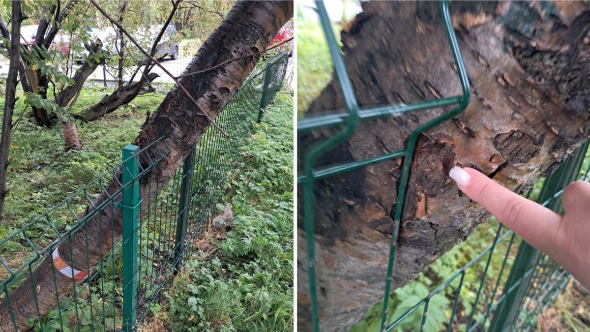 Наклонившееся дерево во дворе