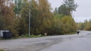 «На работу и с работы не пройти!»: сотрудников котельной в Оленегорске изводят приютские собаки на самовыгуле