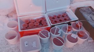Деликатесы в гараже: у мурманчанина изъяли 170 килограммов нелегальной семги и икры