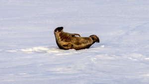 Спортивный привет с Севморпути: мурманский моряк снял тюленя, сделавшего идеальную «планку» во льдах