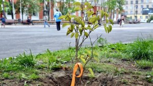 Высадили 180 кустов сирени: в Североморске продолжают обновлять зелёные пространства