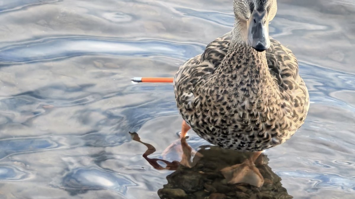 Утка со стрелой от арбалета в боку на воде летом.