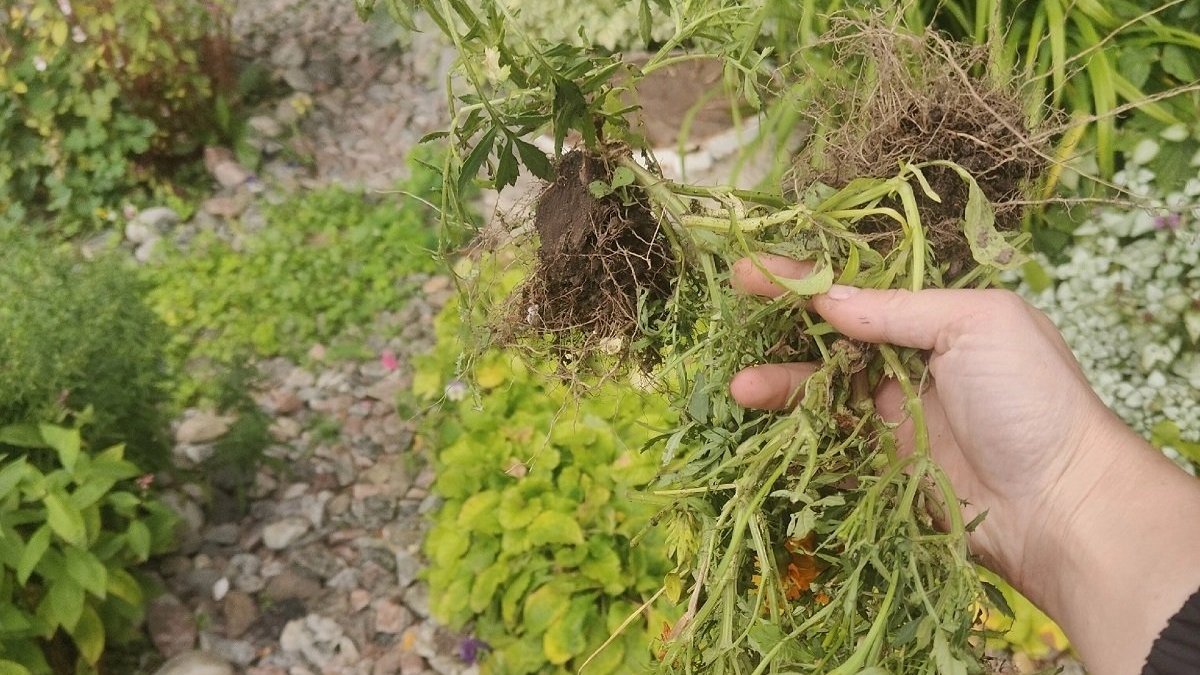 Женская рука держит траву на фоне растений летом.