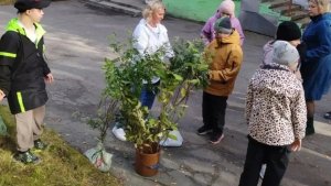 «Город становится уютнее»: территорию Мурманской коррекционной школы украсили спирея и сирень