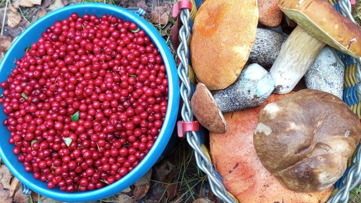 Брусника и грибы из заполярного леса